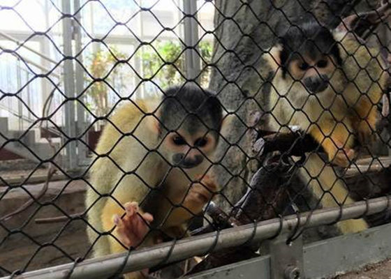 سیاه اکسید انعطاف پذیر SS تسمه نقاله طناب مش با الماس نوع بافته شده