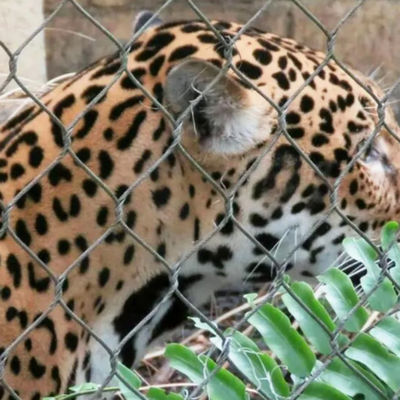 304 316 316L فولاد ضد زنگ سیم رسی باغ وحش حصار شبکه