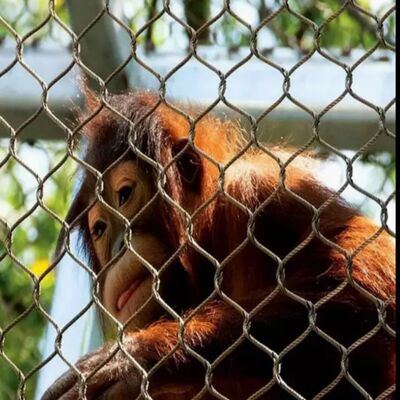 شبکه حفاظتی مقاوم در برابر خوردگی که برای پروژه های ایمنی مناسب است