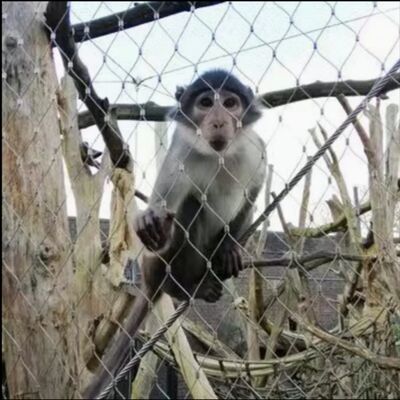 316 انعطاف پذیر فولاد ضد زنگ X تند کابل شبکه برای باغ وحش محوطه حفاظتی