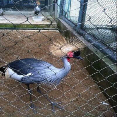 Customized 304 316 Knitted Stainless Steel Wire Rope Mesh For Zoo Birds Protect