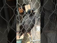 طناب توری فلزی انعطاف پذیر با نوع فرول نرم و بادوام، فولاد ضد زنگ قوی و گره خورده