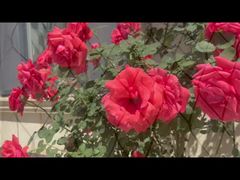 مش کابل استیل ضد زنگ با روکش مشکی